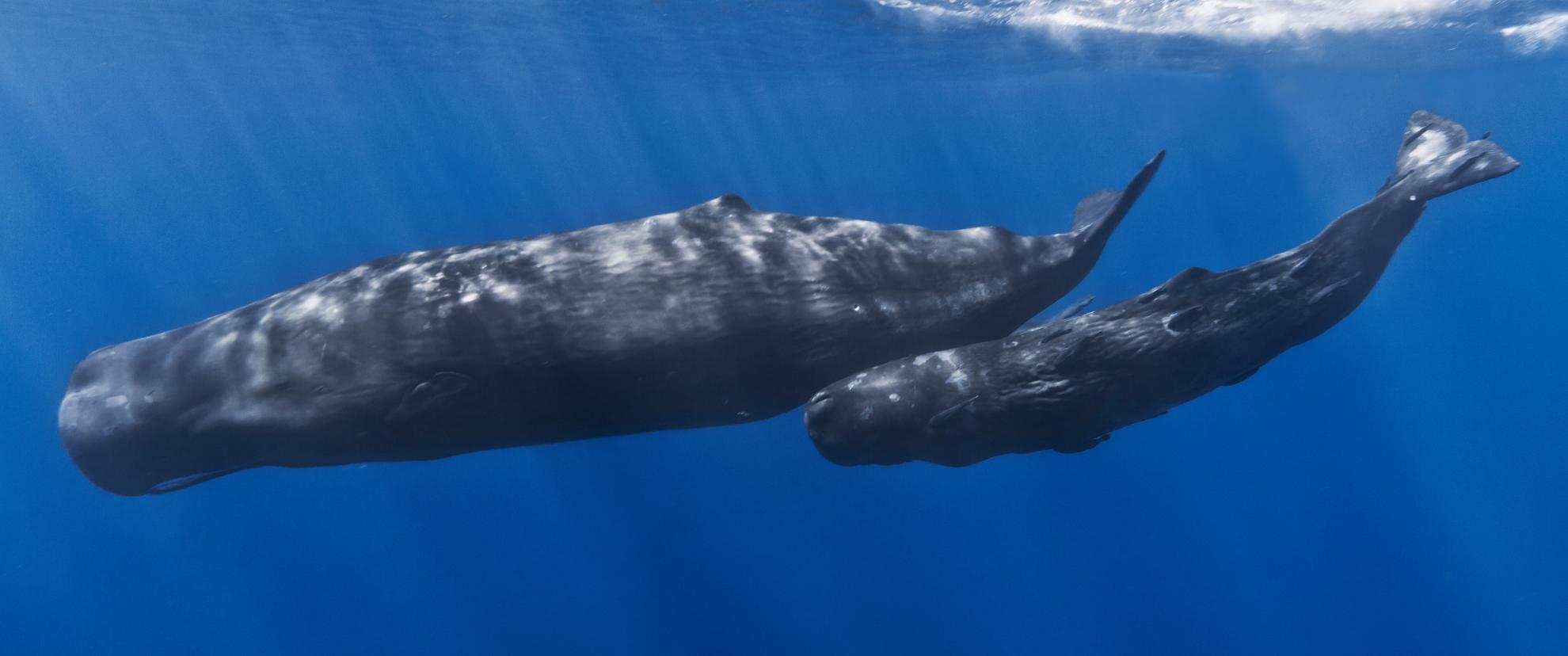 Sperm Whale mother and child.
